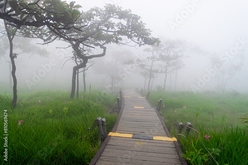 Walkway in the Siam Tulip(Curcuma sessilis) field