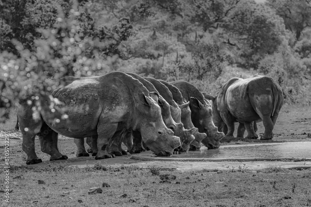 Fototapeta premium Rhino quenching their thirst at a watering hole