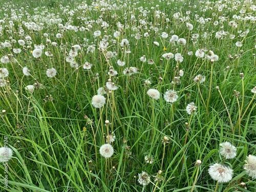 flowers in grass