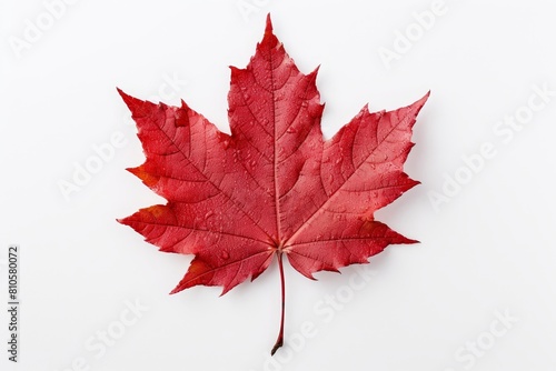 Vibrant red maple leaf on white background