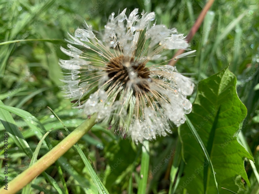 bee on a dandelion