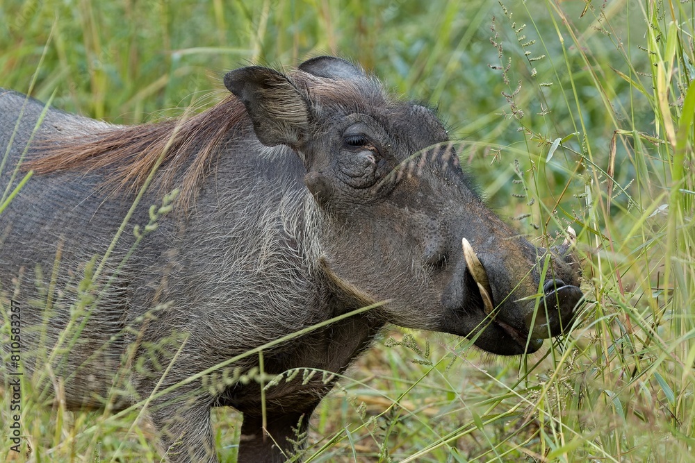 Common Warthog (Phacochoerus Africanus) in South Luangwa National Park. Zambia. Africa. Common Warthog (Phacochoerus Africanus) in South Luangwa National Park. Zambia. Africa.