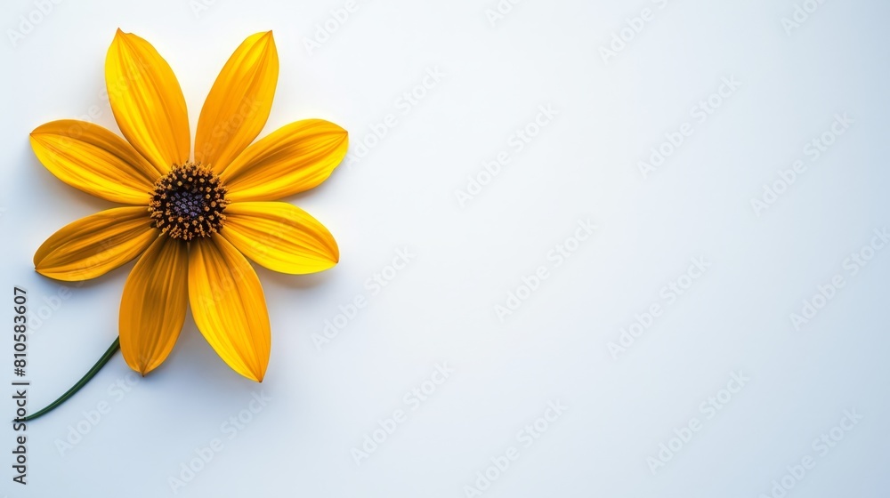 A yellow flower against a white background, its center boasting black depth A yellow flower against a white background, its center boasting black depth