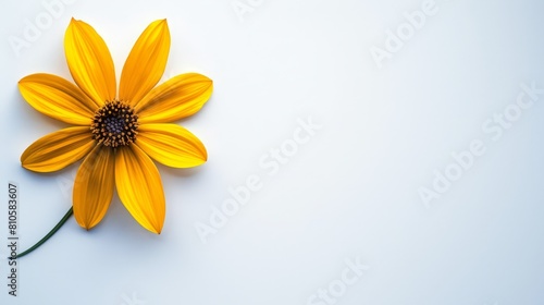   A yellow flower against a white background, its center boasting black depth