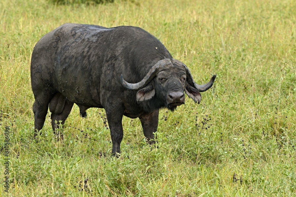 Cape Buffalo (Syncerus caffer caffer). South Luangwa National Park. Zambia. Africa.