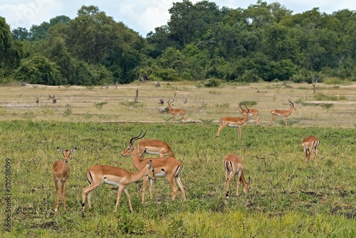 Impala  Aepyceros melampus  in South Luangwa National Park. Zambia. Africa.