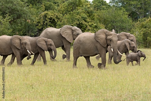 Fotografie African Elephant (Loxodonta africana) in South Luangwa National Park