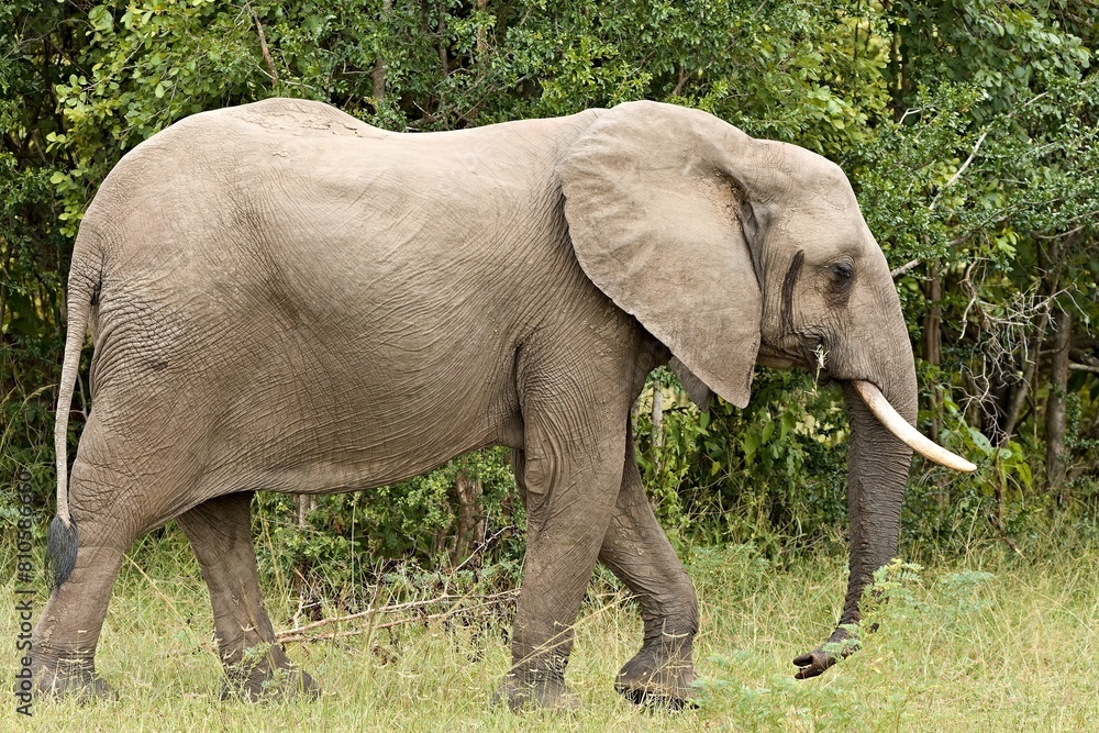 Fototapeta premium African Elephant (Loxodonta africana). South Luangwa National Park. Zambia. Africa.
