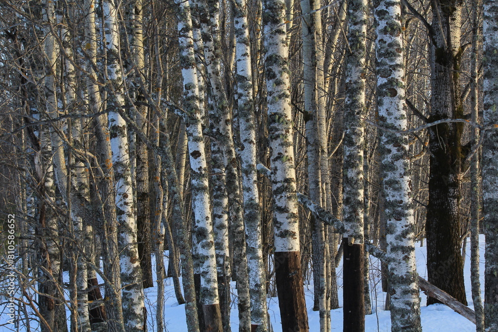 Fototapeta premium birch forest in early March
