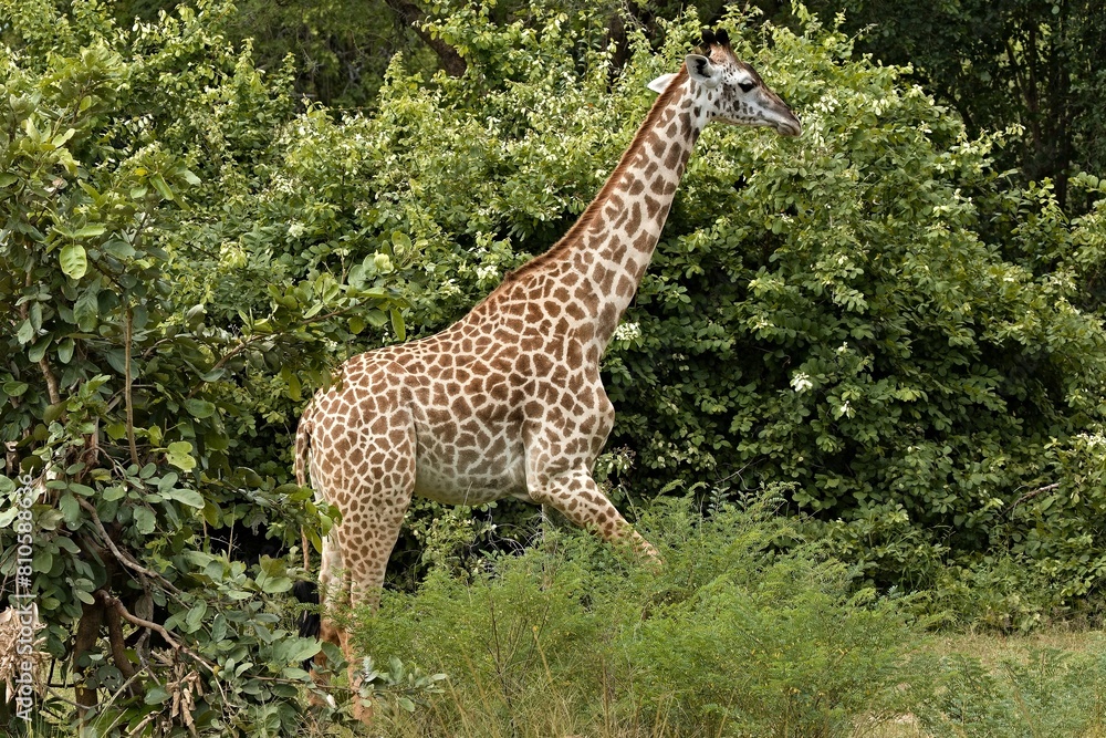 Thornicrofts Giraffe (Giraffa camelopardalis thornicrofti) is a subspecies of Masai giraffe. It is an endemic species, found only in South Luangwa National Park. Zambia. Africa. Thornicrofts Giraffe (Giraffa camelopardalis thornicrofti) is a subspecies of Masai giraffe. It is an endemic species, found only in South Luangwa National Park. Zambia. Africa.