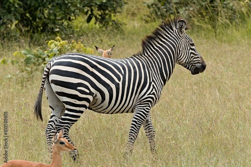 Crawshay s Zebra  Equus quagga crawshayi . South Luangwa National Park. Zambia. Africa.