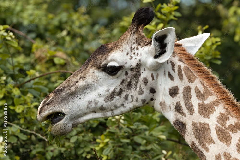 Obraz premium Thornicrofts Giraffe (Giraffa camelopardalis thornicrofti) in South Luangwa National Park. Zambia. Africa.