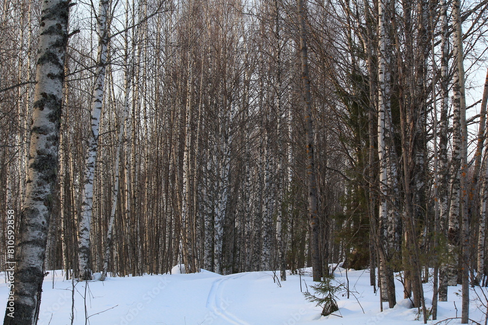 Fototapeta premium snow covered trees