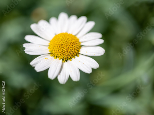 Close-up of a wild daisy flower  Leucanthemum vulgare   white chamomile on green blurred background.