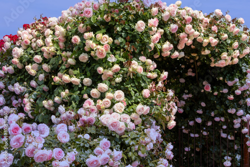A rose bush with blossoms in full bloom  with different colors in pink, white and red