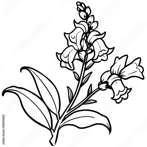 Snapdragon flower outline illustration coloring book page design, Snapdragon flower black and white line art drawing coloring book pages for children and adults