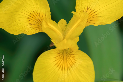 Close up of Iris yellow flower