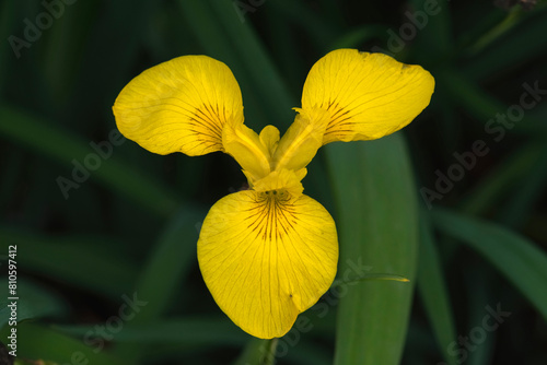 Iris yellow flower