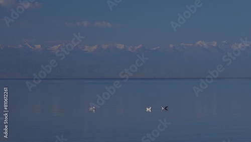 Seagulls on the water of the Issyk-Kul mountain lake photo