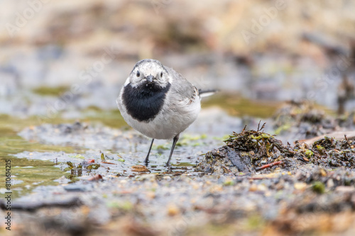 Wagtail sits on the ground with a beautiful blurred background.