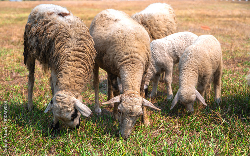 Group of sheep grazing on field in rural ranch