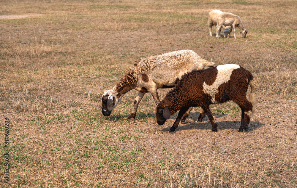Obraz premium Group of sheep grazing on field in rural ranch