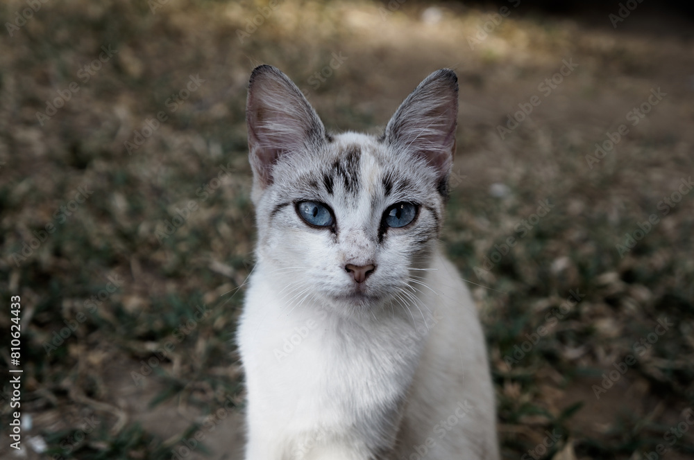 Gato Gato