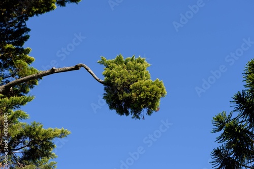 Exotic pine branches blue sky background
