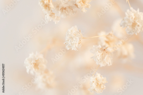 Discover the rustic elegance of a Gypsophila flower in vintage style, showcased in intricate macro detail against a delicate light background