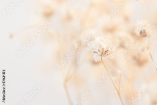 In macro photography, capture the beauty of a vintage-style Gypsophila flower against a light background