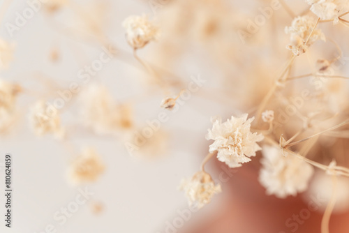 On a light background, admire the vintage elegance of a Gypsophila flower captured in macro photography