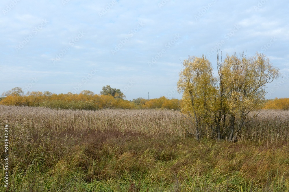 The coast of the Curonian Lagoon. Kaliningrad region The coast of the Curonian Lagoon. Kaliningrad region