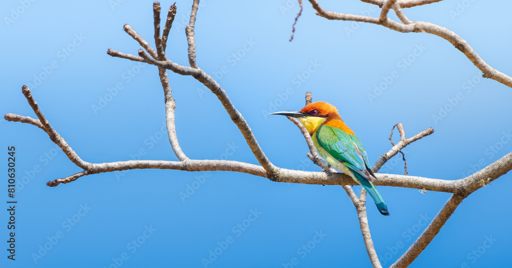 Beautiful Chestnut-headed bee-eater bird (Merops leschenaulti) perch isolated against clear blue skies at Yala National Park Beautiful Chestnut-headed bee-eater bird (Merops leschenaulti) perch isolated against clear blue skies at Yala National Park