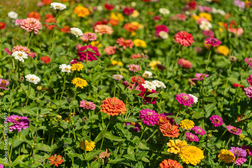 Wildflower in the meadow full frame, Zinnia (Aster family) flowers on the garden