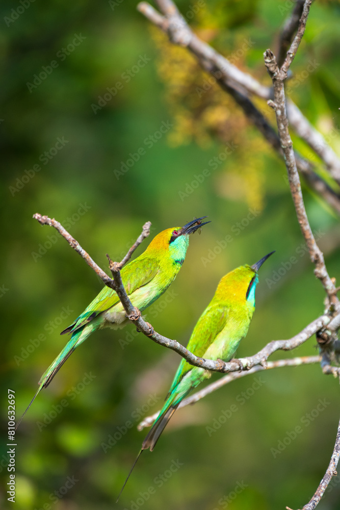 Green bee-eater feeding the offspring, nourishing with bees or insects. Green bee-eater feeding the offspring, nourishing with bees or insects.