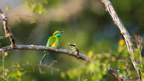 Green Bee-eater (Merops orientalis) perch, Beautiful natural habitat shot, Yala National Park, Sri Lanka. © nilanka