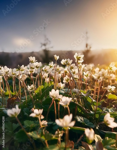 名称未設定のデザイン - 1flower, spring, nature, daisy, field, summer, grass, meadow, flowers, plant, sky, blossom, white, camomile, yellow, chamomile, garden, sun, blue, day, landscape, season, bloom, blooming, photo