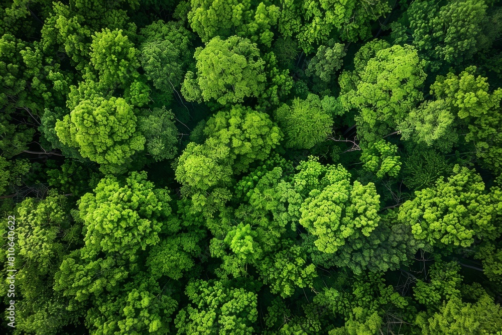 Aerial view of a lush green forest canopy with vibrant treetops forming a natural pattern. A stunning summer landscape showcasing the beauty of nature.

