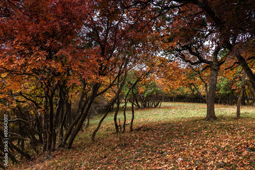 Autumn in the forest.