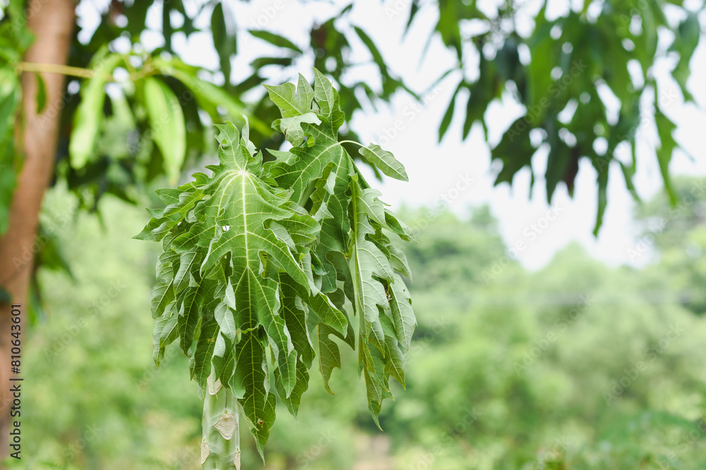Obraz premium The tops of papaya trees wither from the sun and lack of water due to drought.