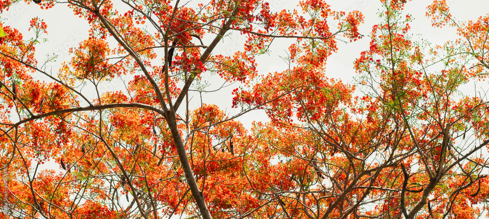 natural bright red flowering tree sky background
