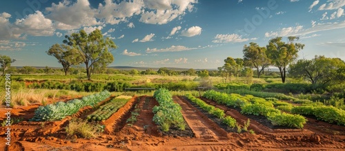 Vegetable Garden Thriving in the Rugged Australian Outback Amidst Eucalyptus Trees and Red Earth