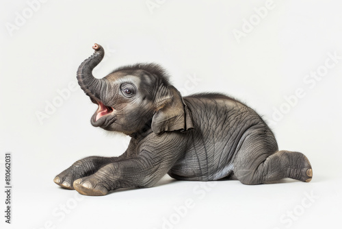 Adorable baby elephant sitting on the ground  trunk raised in a playful gesture  set against a white background