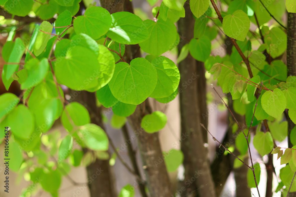 Obraz premium 新緑の葉っぱ カツラの木 ハート型の美しい葉 初夏を感じさせるこもれび 緑の背景