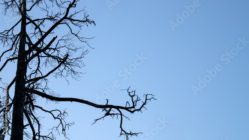 Silhouettes of dry tree branches against a blue sky. Halloween background.