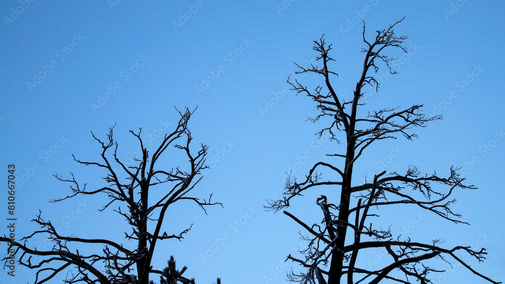 Obraz premium Silhouettes of dry tree branches against a blue sky. Halloween background.