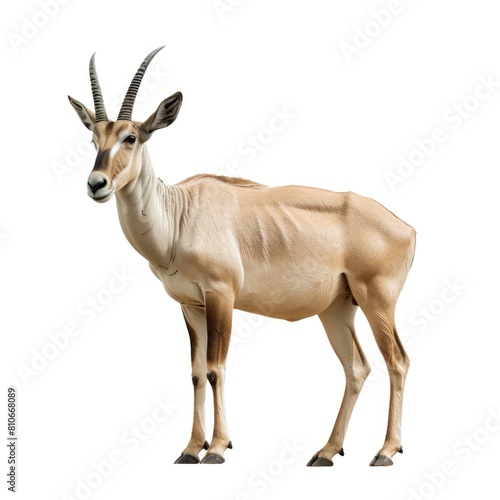 Eland standing side view isolated on white background, photo realistic.