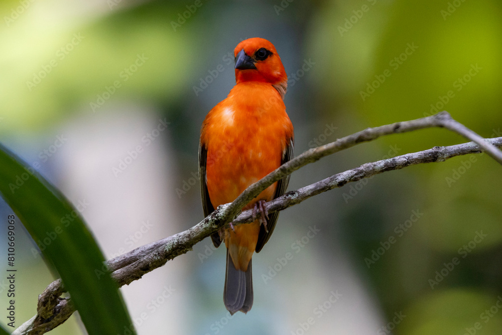 Fototapeta premium Ein Madagaskarweber Männchen im Prachtkleid frontal auf einem Ast sitzend