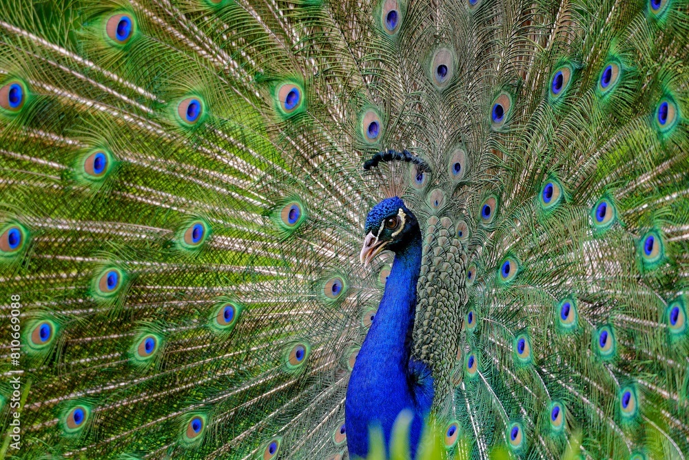Obraz premium Close-up portrait of an Indian peafowl or peacock (Pavo cristatus) displaying his bright coloured tailfeathers with eyespots