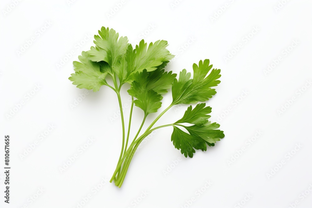 Photo of Coriander, Isolated on white background Photo of Coriander, Isolated on white background